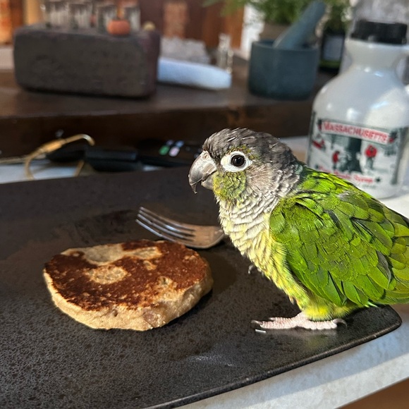 Meet your Posher, Lauren - Picture 1 of 1